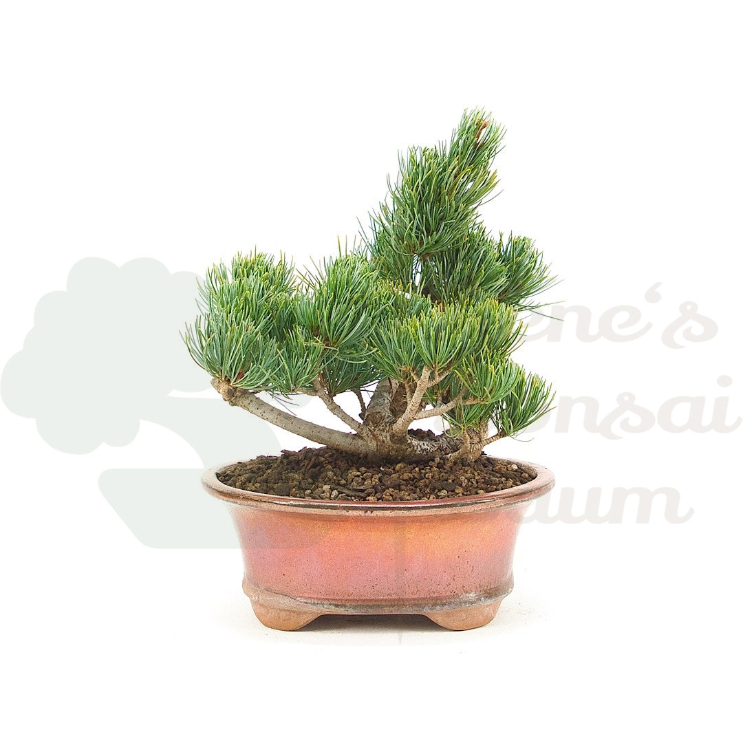 Mädchenkiefer 'Pinus parviflora'